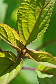 SALVIA OFFICINALIS ICTERINA, SAGE