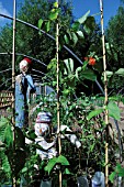 PHASEOLUS COCCINEUS, RUNNER BEAN