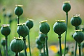 PAPAVER SOMNIFERUM, POPPY - OPIUM POPPY