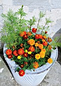 TAGETES, MARIGOLD - FRENCH MARIGOLD