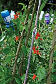 PHASEOLUS COCCINEUS, RUNNER BEAN