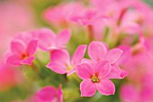 KALANCHOE BLOSSFELDIANA, KALANCHOE