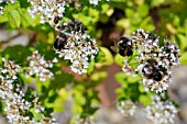 ORIGANUM, MARJORAM, OREGANO