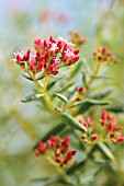 CRASSULA SARCOCAULIS, CRASSULA