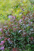 RAIN DROPS ON GLASS (LOOKING THROUGH TO GARDEN)