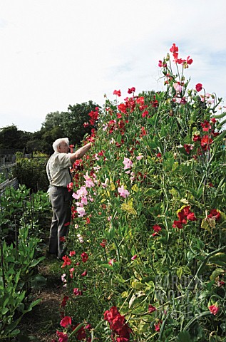 LATHYRUS_ODORATUS_SWEET_PEA