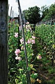 LATHYRUS ODORATUS, SWEET PEA