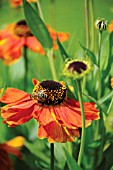 HELENIUM, HELENS FLOWER, SNEEZEWEED