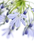 AGAPANTHUS AFRICANUS, AGAPANTHUS