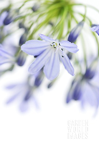 AGAPANTHUS_AFRICANUS_AGAPANTHUS