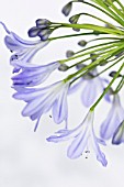 AGAPANTHUS AFRICANUS, AGAPANTHUS