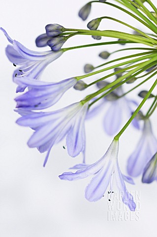 AGAPANTHUS_AFRICANUS_AGAPANTHUS