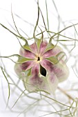 NIGELLA DAMASCENA, LOVE-IN-A-MIST