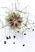 NIGELLA DAMASCENA, LOVE-IN-A-MIST