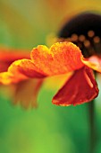 HELENIUM, HELENS FLOWER, SNEEZEWEED