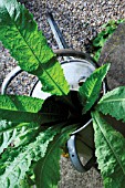 DIPSACUS FULLONUM, TEASEL