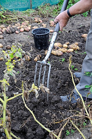 SOLANUM_TUBEROSUM_POTATO