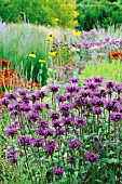 MONARDA DIDYMA, IN COLOURFUL BORDER