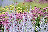 PEROVSKIA BLUE SPIRE, RUSSIAN SAGE