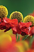 HELENIUM, HELENS FLOWER, SNEEZEWEED