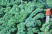 BRASSICA OLERACEA ACEPHALA, KALE