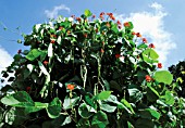 BRASSICA OLERACEA ACEPHALA, FRENCH BEAN