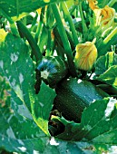 CURCUBITA PEPO, COURGETTE