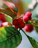 EUONYMUS EUROPAEUS, SPINDLE TREE