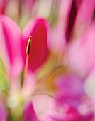 CLEOME HASSLERIANA, SPIDER FLOWER, CLEOME