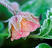 GEUM, AVENS