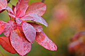 COTINUS COGGYGRIA RED BEAUTY, SMOKE BUSH