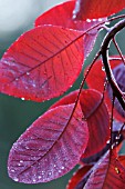 COTINUS COGGYGRIA RED BEAUTY, SMOKE BUSH