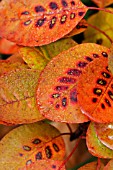 COTINUS COGGYGRIA, SMOKE BUSH