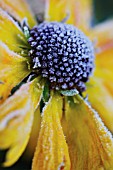 HELENIUM, HELENS FLOWER, SNEEZEWEED