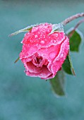 ROSA, ROSE