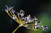 FOENICULUM VULGARE, FENNEL