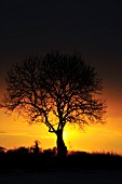 FRAXINUS EXCELSIOR, ASH