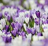 CROCUS, CROCUS