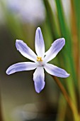 CHIONODOXA, (GLORY OF THE SNOW)