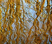 RIPPLED REFLECTION OF TREES IN WATER