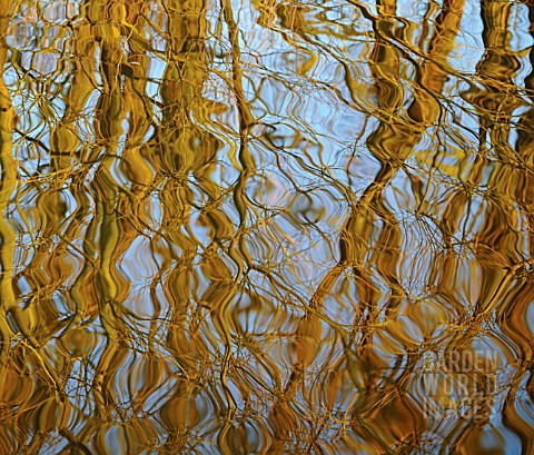 RIPPLED_REFLECTION_OF_TREES_IN_WATER