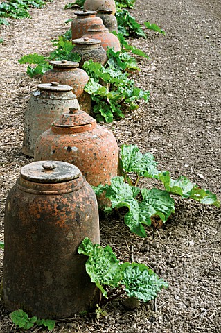 RHEUM_X_HYBRIDUM_TIMPERLEY_EARLY_RHUBARB