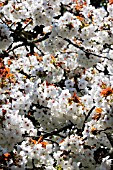 PRUNUS SHIROTAE, CHERRY