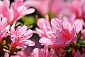 RHODODENDRON, AZALEA