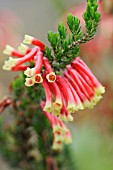 ERICA VERSICOLOR, HEATHER, WINTER HEATH, SPRING HEATH, BELL HEATHER