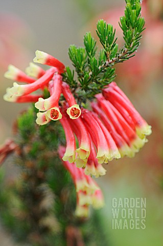 ERICA_VERSICOLOR_HEATHER_WINTER_HEATH_SPRING_HEATH_BELL_HEATHER