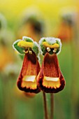 CALCEOLARIA FOTHERGILLII, (LADYS SLIPPER)