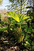 GUNNERA MANICATA, GUNNERA