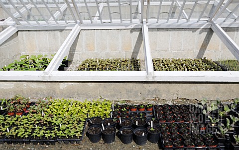 OPEN_COLD_FRAME_WITH_YOUNG_PLANTS