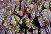 BRASSICA RAPA RUBRA, PAK CHOI